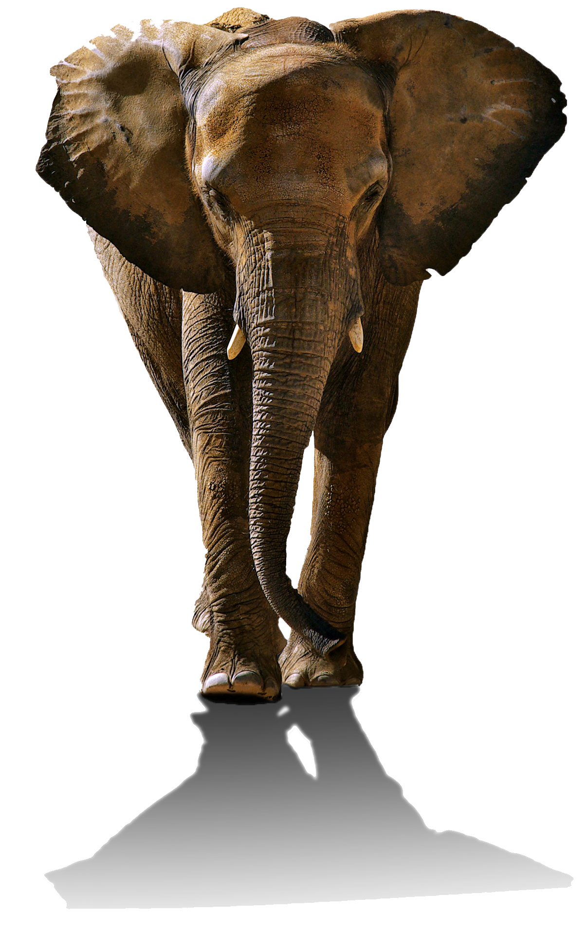 Aptly Able elephant emblem